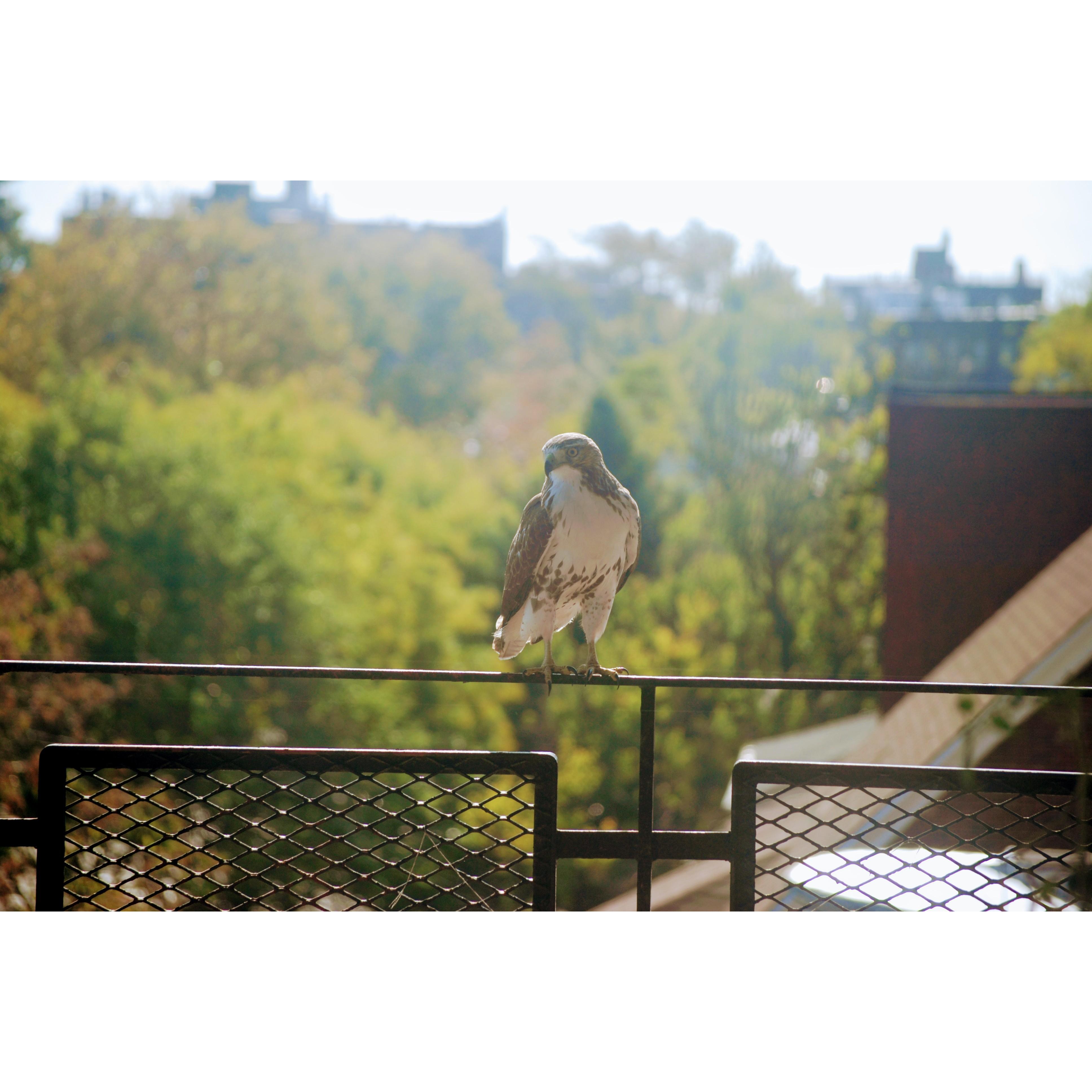 Our friend Tobias on our balcony, 2020.
