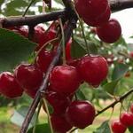 Lautenbach's Orchard Country Winery & Market