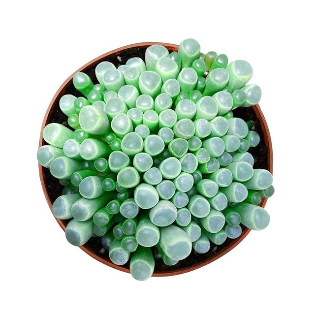Live Succulents 'Baby Toes' (4-inch), Succulent Plants Fully Rooted in Pots with Soil, Easy-Care House Plant for DIY, Home Office Decor, Wedding Party Favor