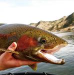 Lakestream Fly Shop
