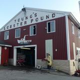 Young's Lobster Pound