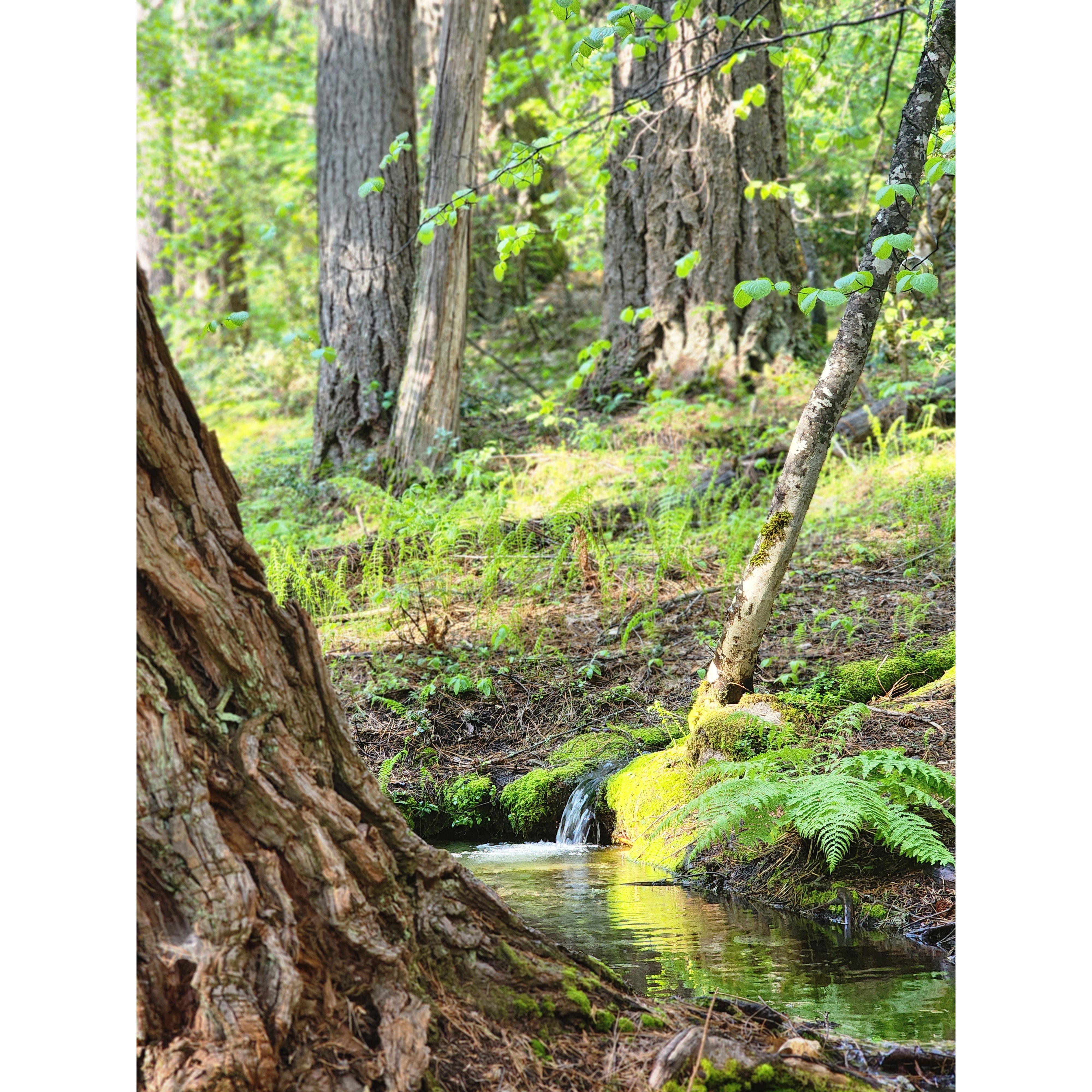 The spring. This magical water, provides year round water for all our households needs.