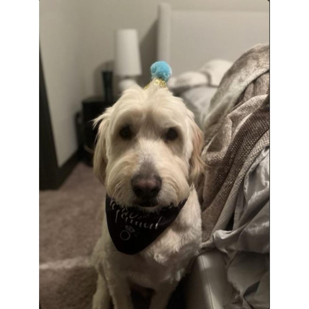 Ollie was back at home celebrating!