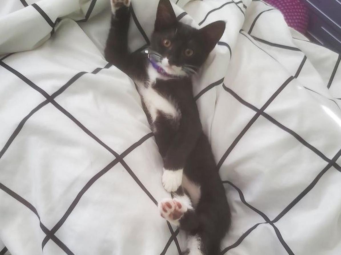 The Wedding Website of Aryanna Streit and Steven Harrington