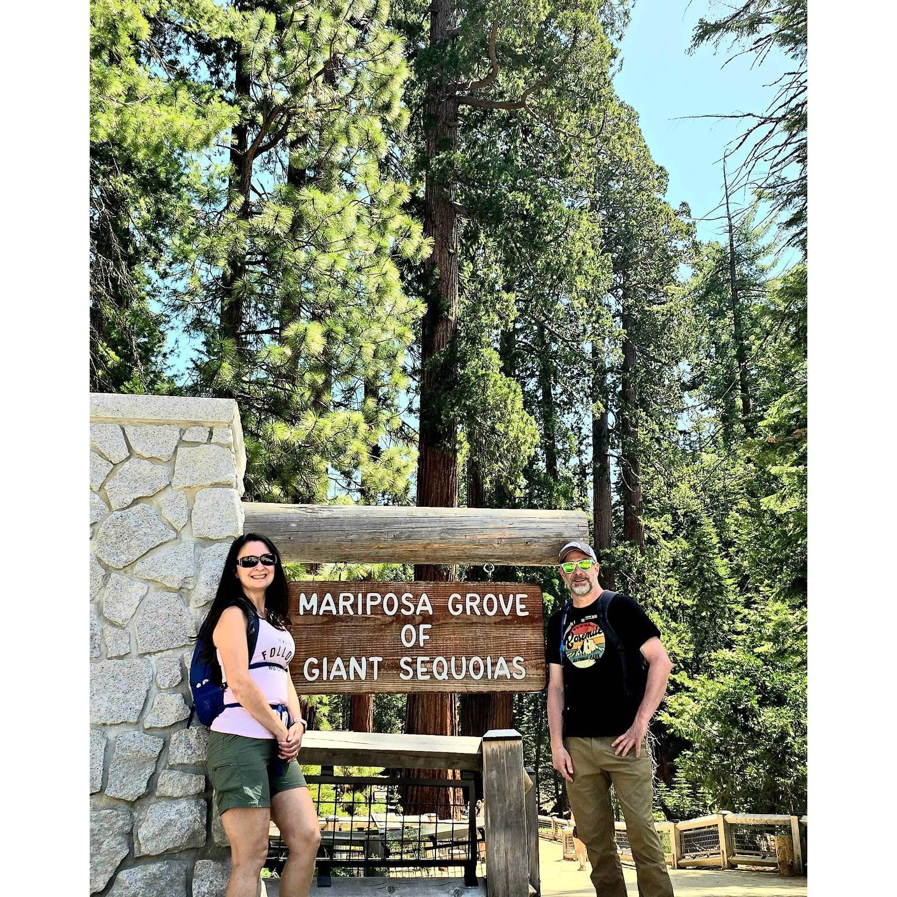 Visiting the "Big Trees", Yosemite