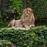 Lincoln Park Zoo