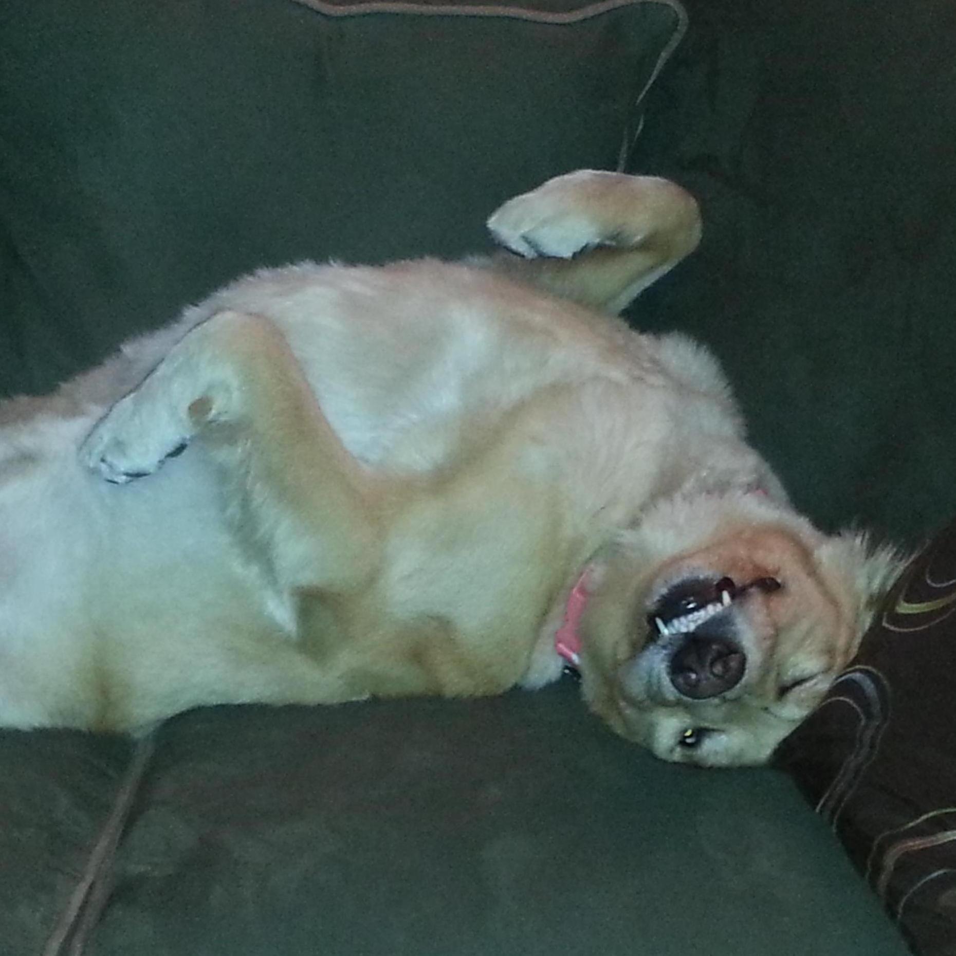 Silly dog!