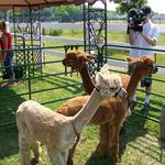 London Dairy Alpacas
