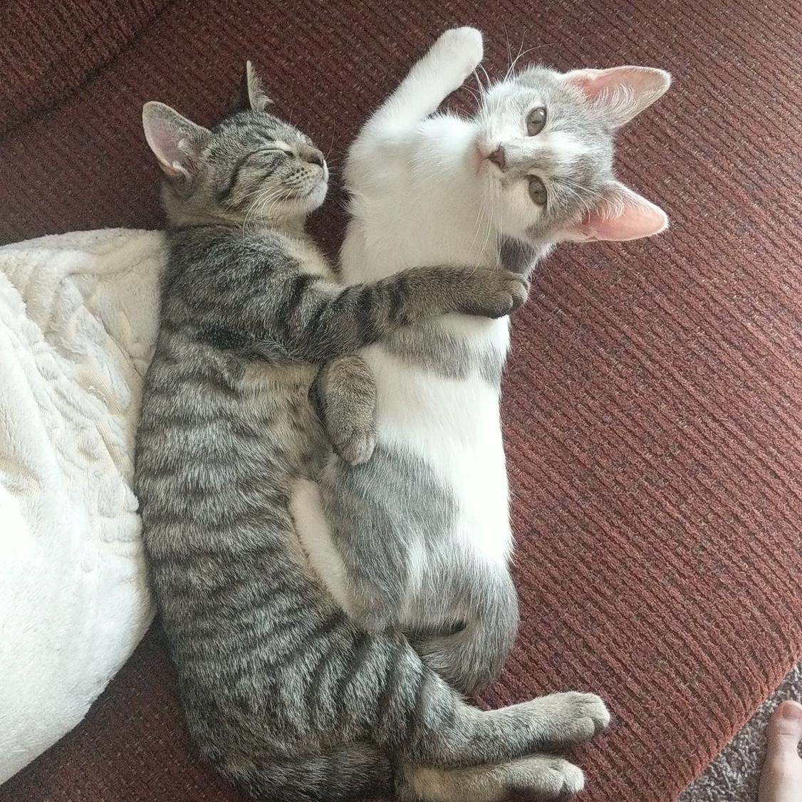 Kitten years