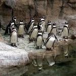 Saint Louis Zoo