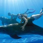 Swim with Dolphins