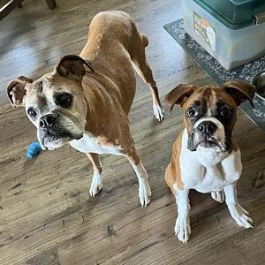 Pet Hotel For Our Honeymoon