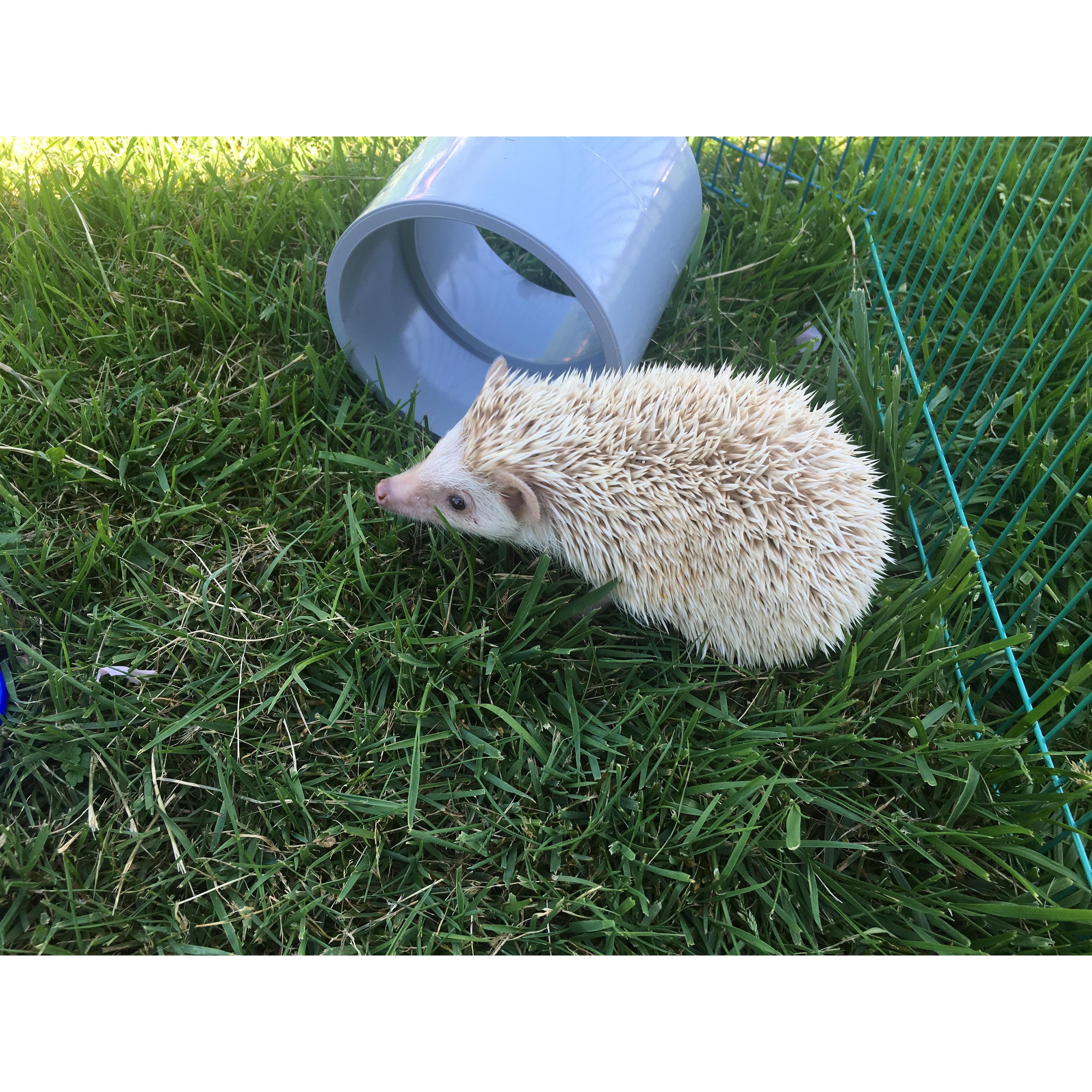 Our little hedgie, Turbo