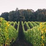 Adelsheim Vineyard