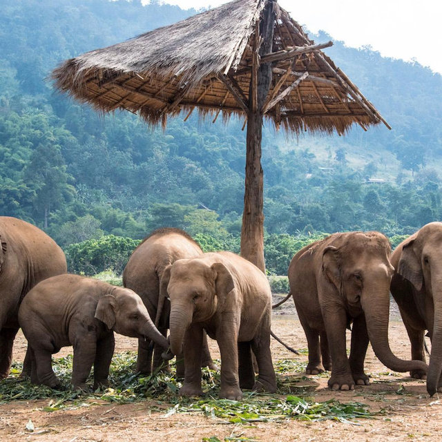 Thailand Elephant Sanctuary