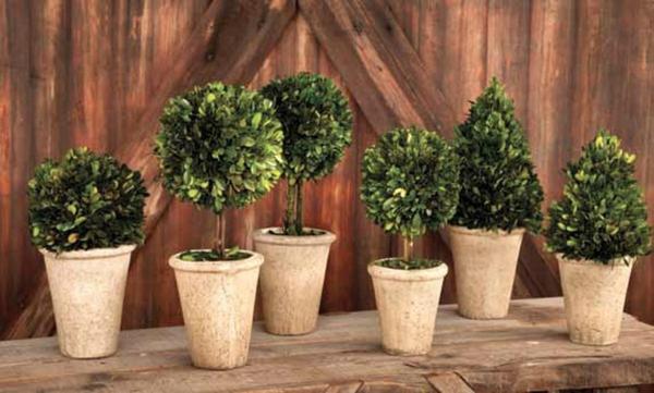 Boxwood Ball Topiary Tree