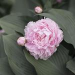 The Friends of The Frelinghuysen Arboretum
