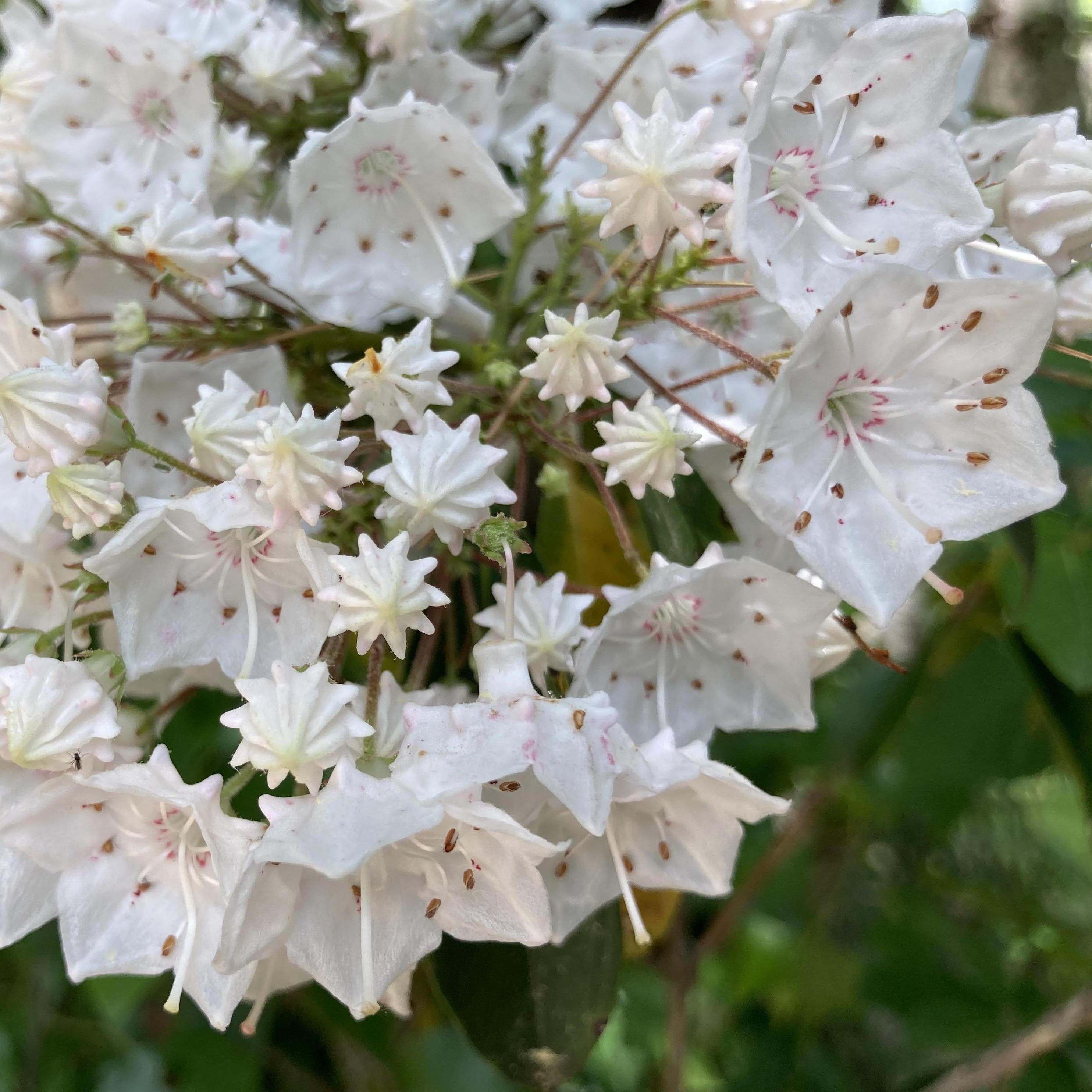 Mountain Laurel growing around our home in Pelham