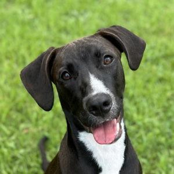 Dexter's Year Supply Of Pet Treats & Toys