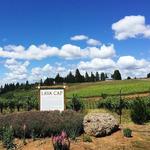 Lava Cap Winery