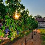 Grape Creek Vineyards
