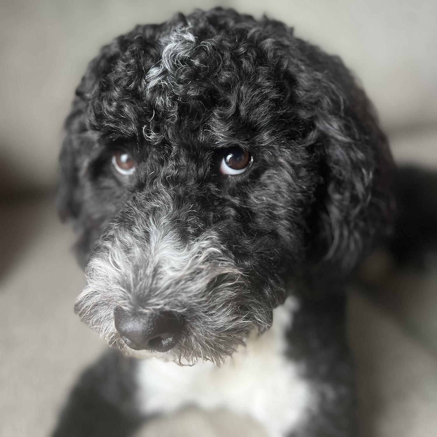 Guilty Ace 🐾