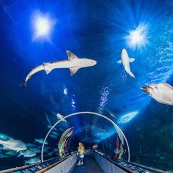 San Francisco Aquarium of the Bay tickets