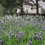 Cape Cod Lavender Farm