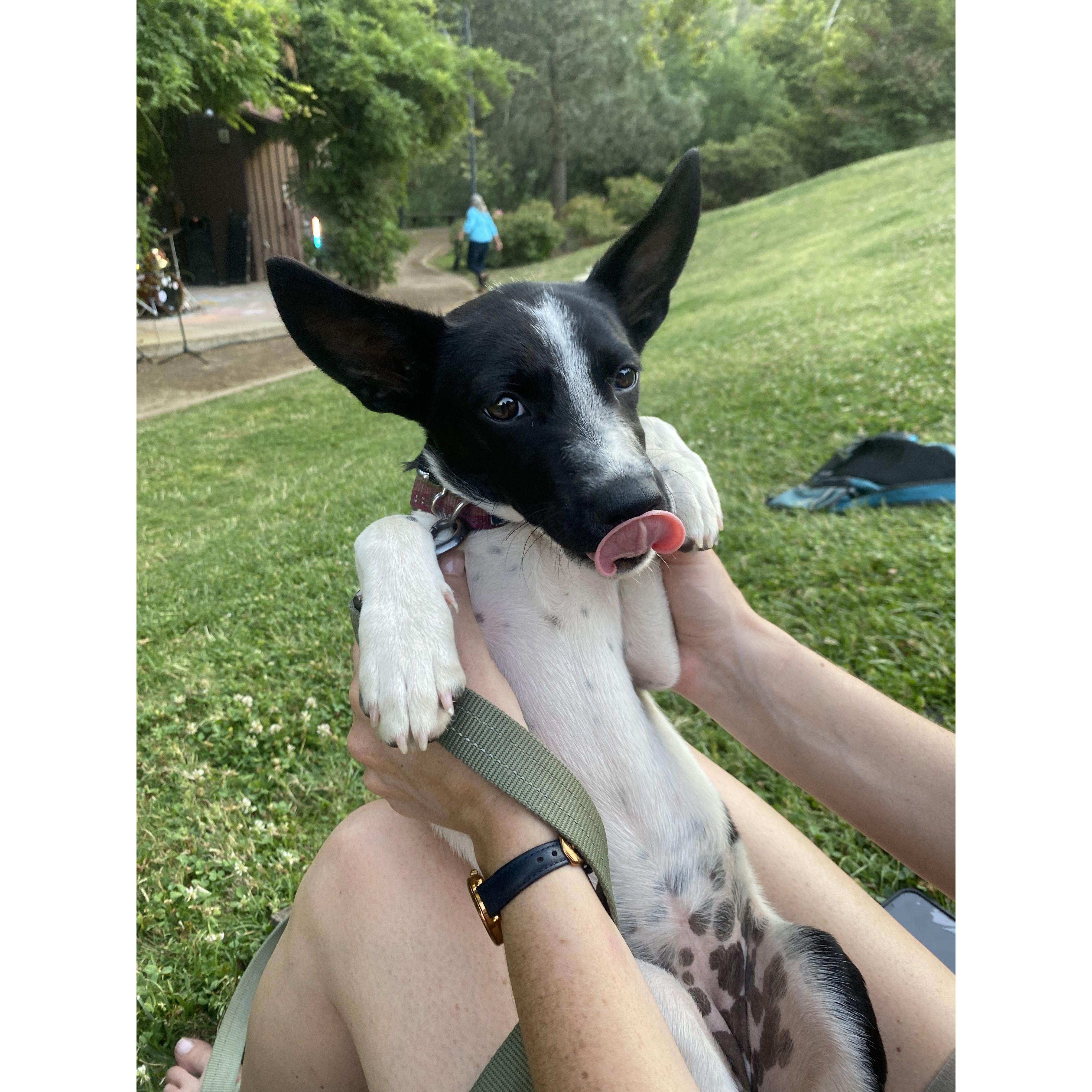 Our newest addition, Rosie