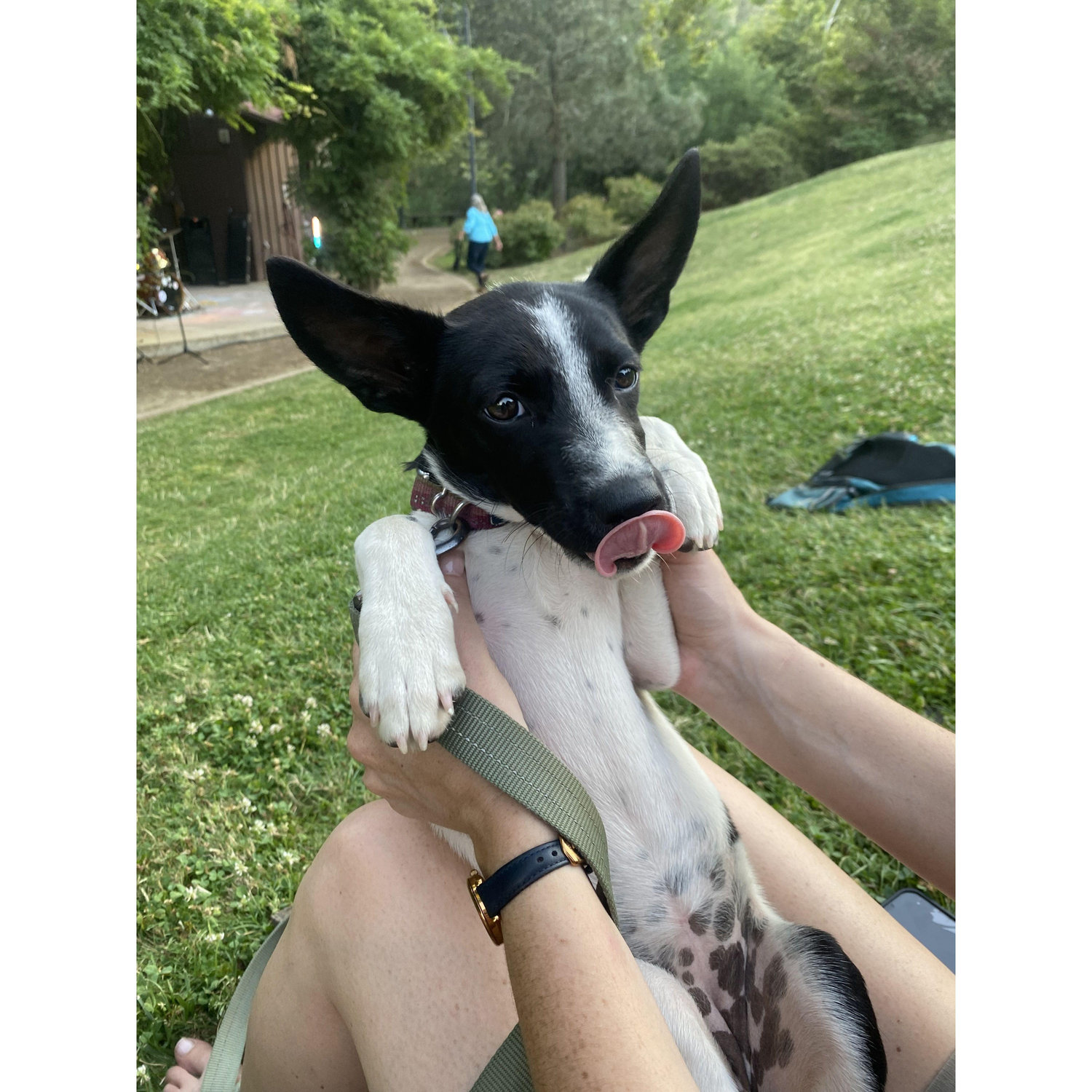 Our newest addition, Rosie