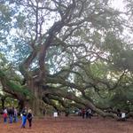 Angel Oak Tree