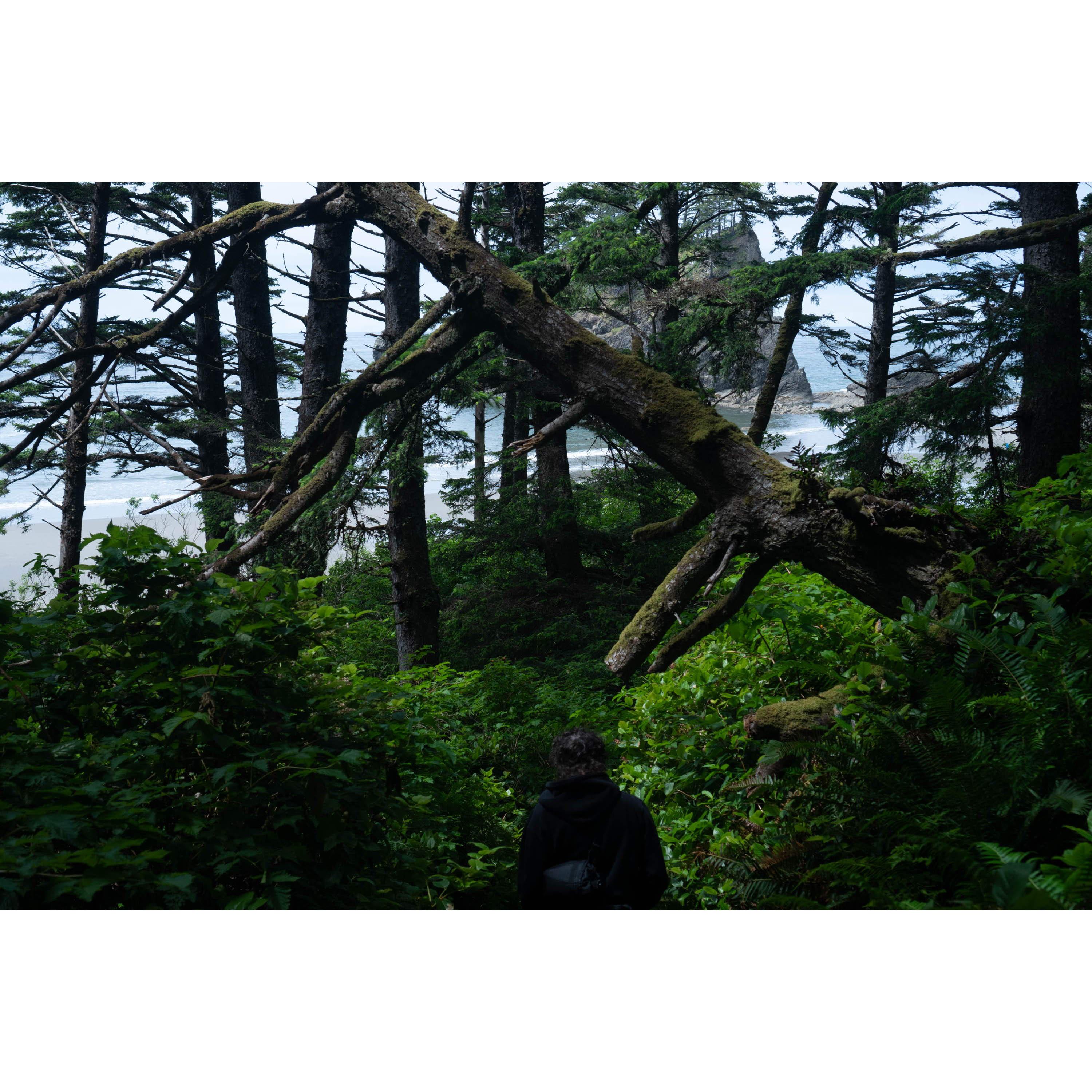 First look at Third Beach through the trees