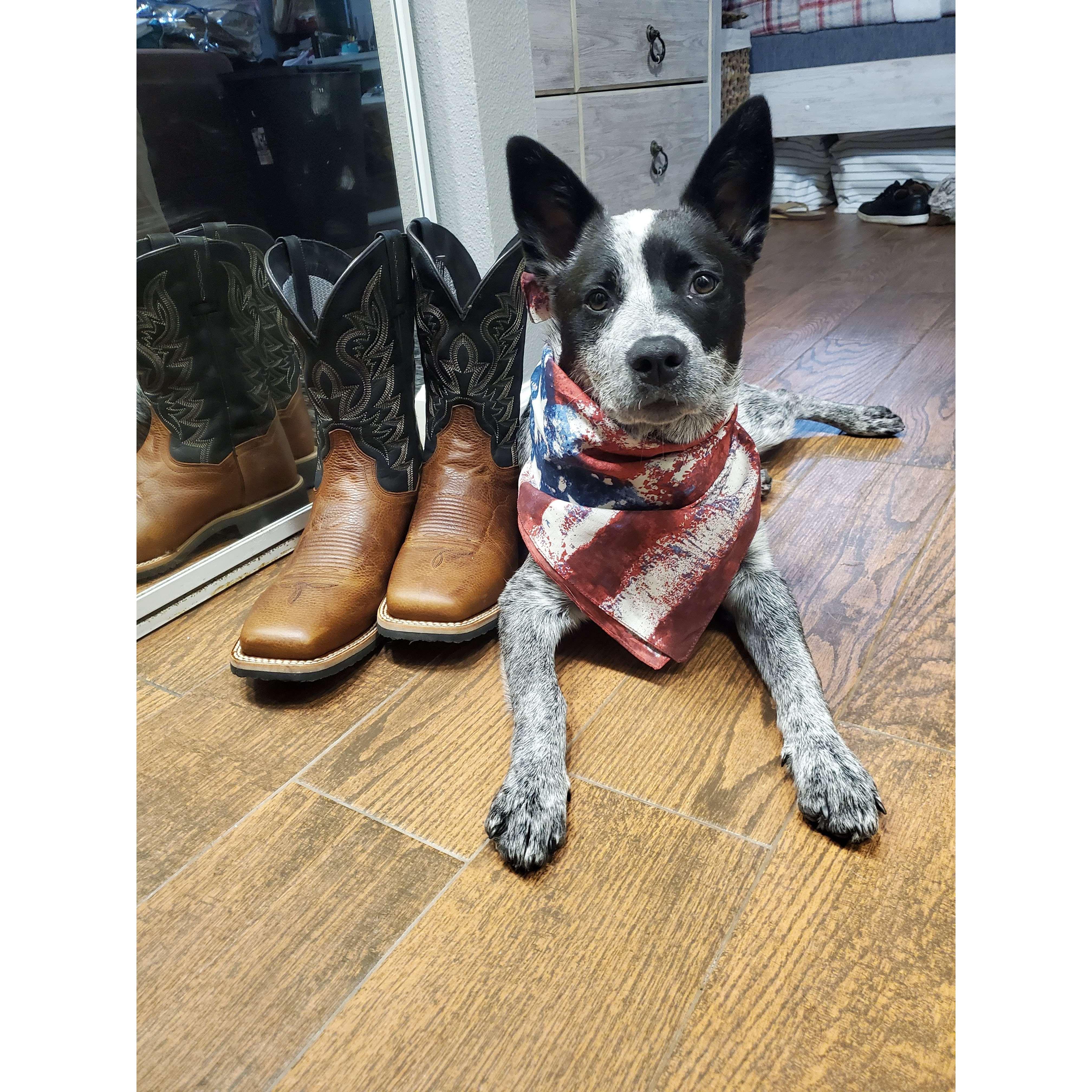 she's all cowdog
