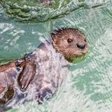 SeaWorld San Antonio