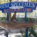 Gulf Specimen Aquarium