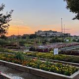 Texas Tech Horticultural Gardens