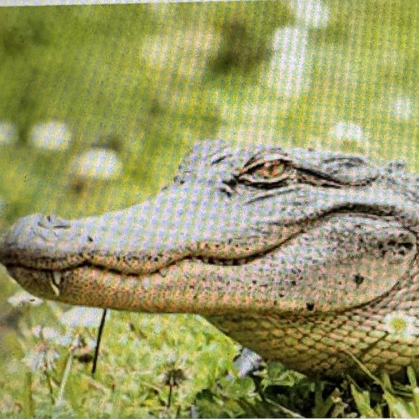 Swamp Tour
