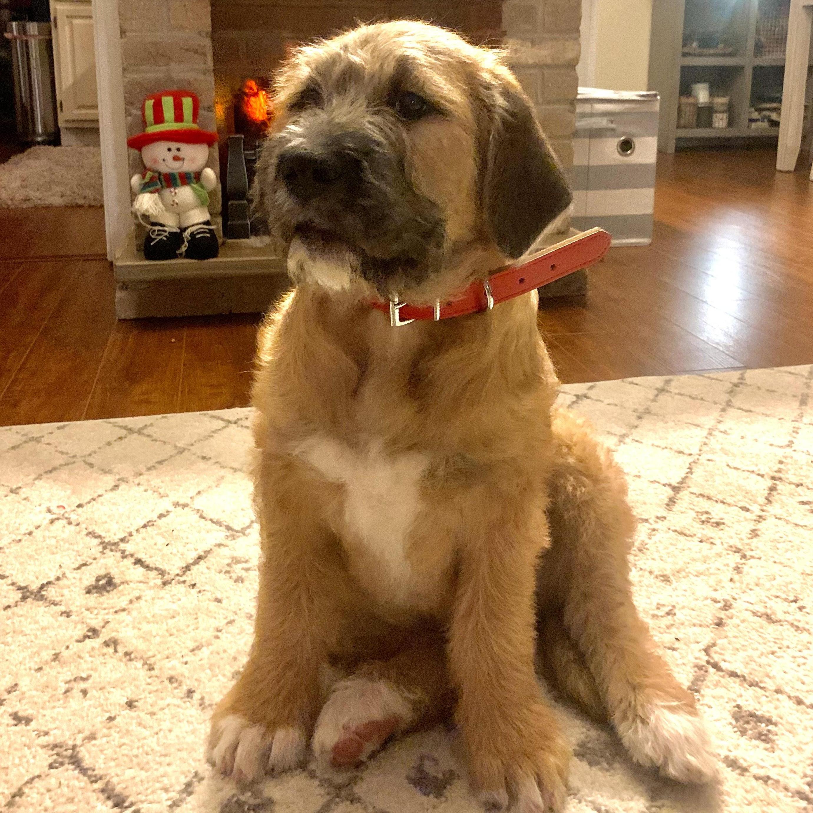 2020 - Meatball joined our family!