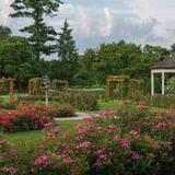 Allentown Rose Garden