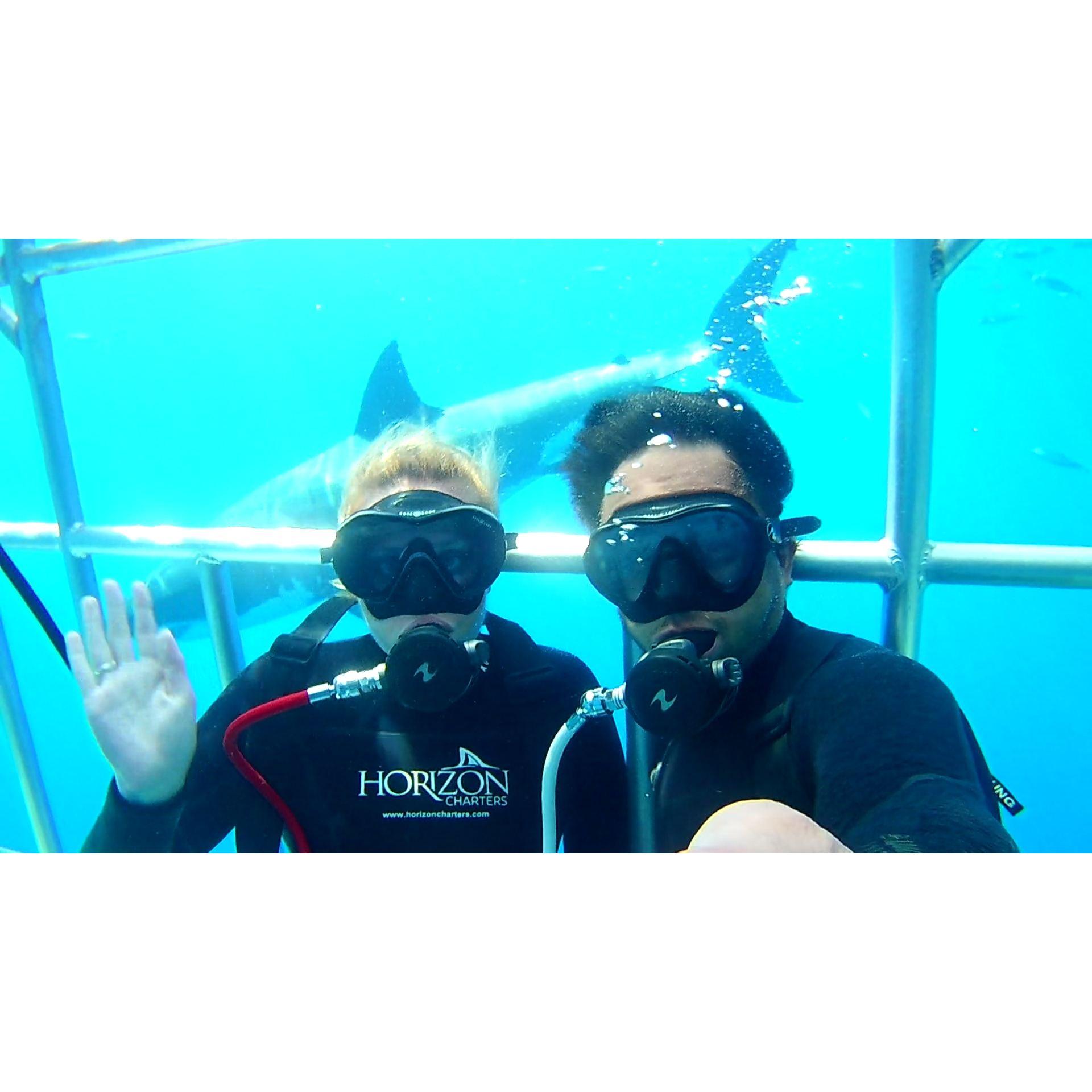 White Shark!