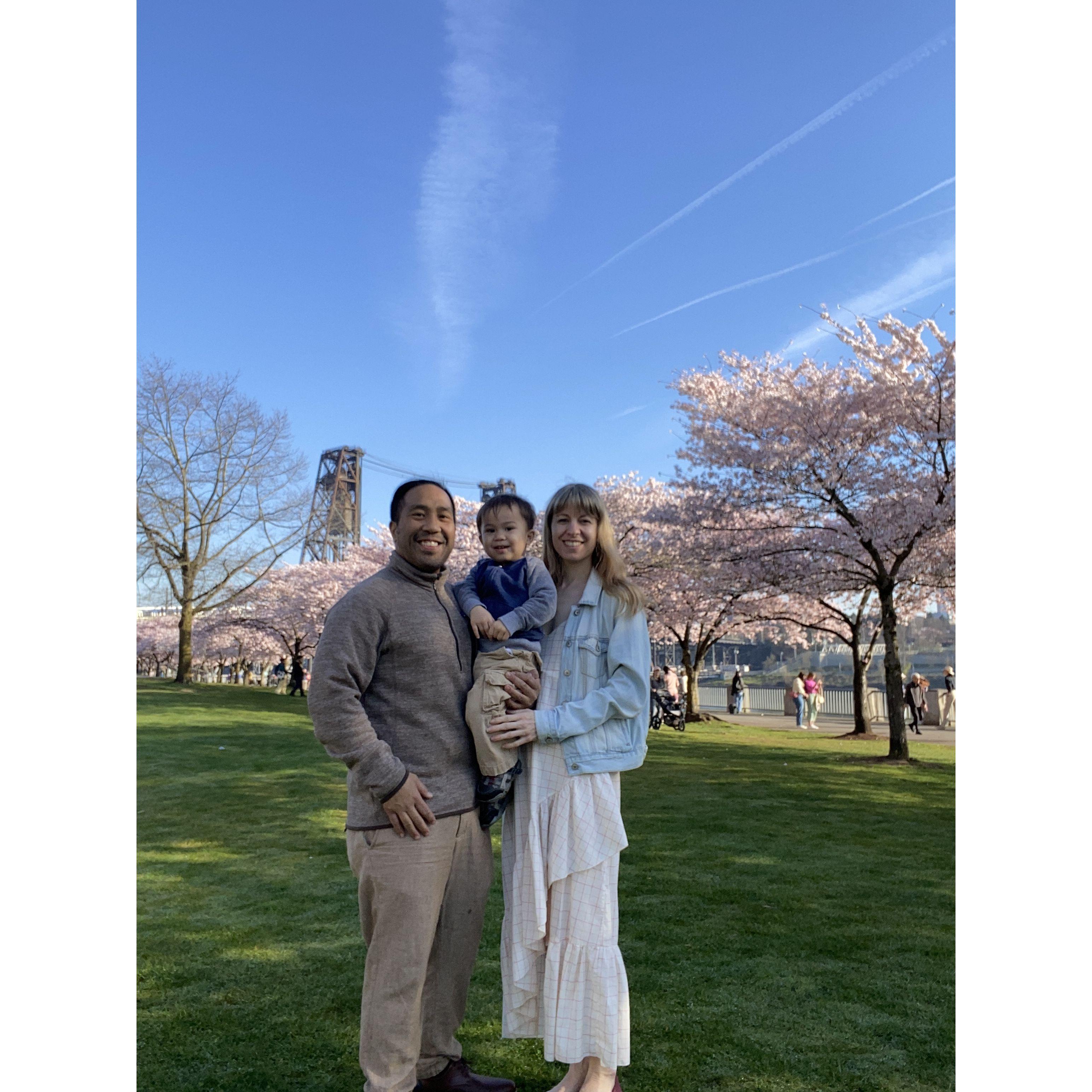 Cherry Blossoms Portland, 2024