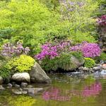 Anderson Japanese Gardens