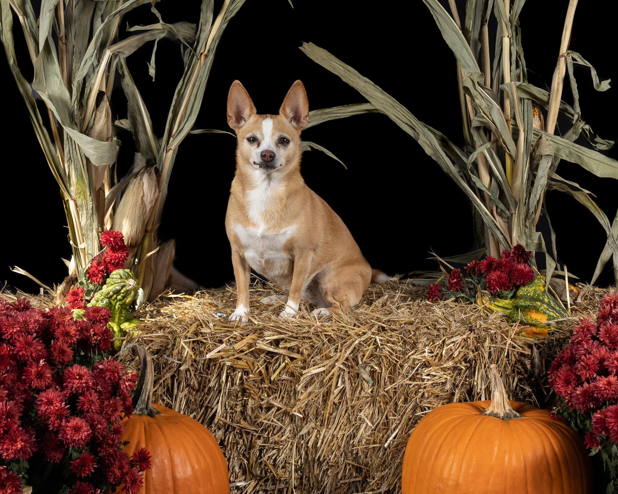 The Wedding Website of Amanda Dickson and Corey Teeple