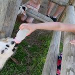 Deanna Rose Children's Farmstead
