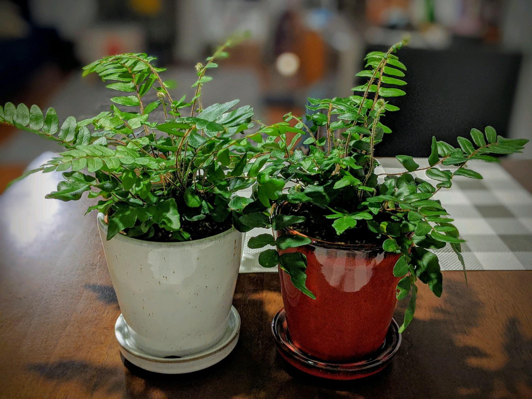 Our Love Ferns 🥰