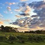 Arrington Vineyards