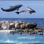 Dolphin Highlight, Shark Show and Stingray