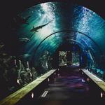 Mote Marine Laboratory & Aquarium