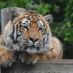 Exotic Feline Rescue Center