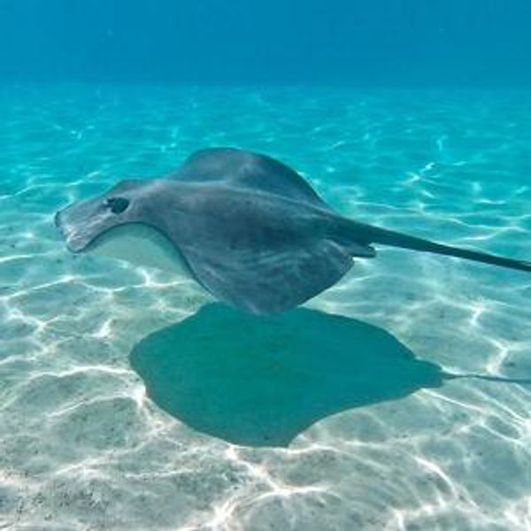 Snorkeling tours in Moorea and Bora Bora